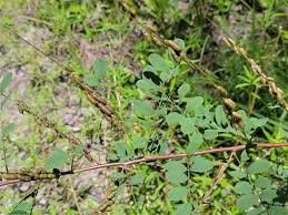 Image result for Indigofera charlieriana