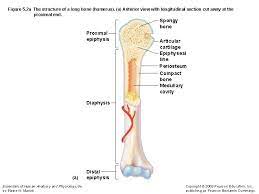 It articulates with the scapula proximally, to make the shoulder joint, and with the radius and the humerus is the largest bone of the upper limb. The Structure Of A Long Bone Humerus A