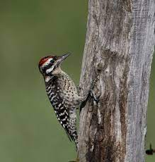 Maybe you would like to learn more about one of these? Ladder Backed Woodpecker Dryobates Scalaris Scalaris Southern Mexico Subspecies Camino A Missicab Tabasco Mexico Woodpecker Habitats History Museum
