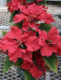 Pin On Poinsettia