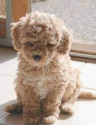 Top 5 Dog Breeds That Don T Shed Labradoodle Puppy Hypoallergenic Dog Breed Australian Labradoodle Puppies
