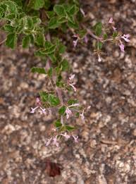 Image result for Aeollanthus rehmannii