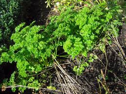 Image result for Petroselinum