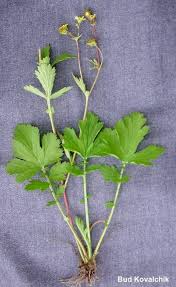 Image result for Eriosema pentaphyllum