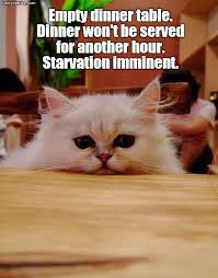 No Dinner Funny Animal Photos Funny Cats Funny Animals