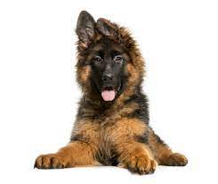For over 30 years, we have been breeding. German Shepherd Puppies Minnesota Canine Solutions