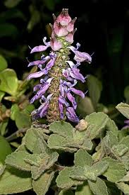 Image result for Coleus neochilus