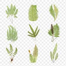 Set Of Fern Leaves Transparent Png Premium Image By Rawpixel Com Ployploy Leaf Illustration Png Vintage Illustration