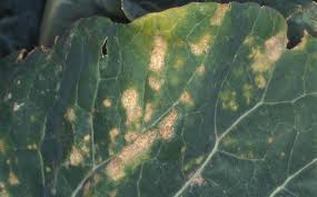 Broccoli leaves recipe ideas that will limit your food waste. Broccoli Diseases And Pests Description Uses Propagation