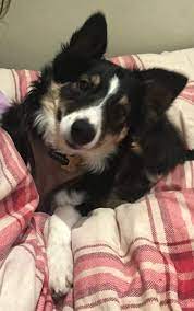 Success Tails The Border Collie Spot