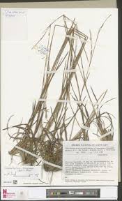 Image result for Trichopteryx fruticulosa