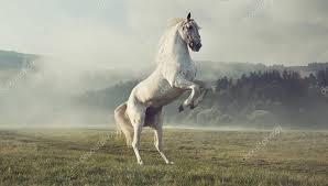 Αποτέλεσμα εικόνας για Το άσπρο άλογο και η ιστορία του
