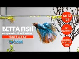 These little fish grow to just under one inch in length with elongated body shape. Can Neon Tetras And Bettas Live Together Tfcg