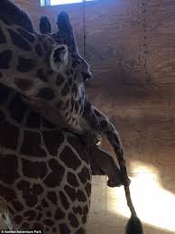 April The Giraffe Is Finally Going Into Labor Daily Mail Online Giraffe Animal Adventure Park Animals Wild