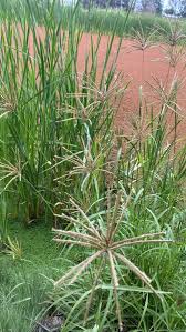 Image result for Chloris gayana