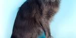 Oriental Cat Breed Information, Pictures, Characteristics ...