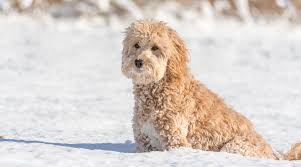 The miniature goldendoodle is not a purebred dog. Mini Goldendoodle Breed Information Traits Puppy Costs