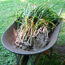 You'll know garlic is ready to pick when the bottom two leaves have died and a third is on its way. Harvesting Garlic Finegardening