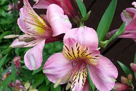 Beginning with these names of flowers in alphabetical order, your kids will be able to see and recognize the flowers they generally see in their surroundings. Flower Names And Origins