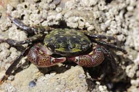 Image result for Craspedorhachis