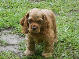 Find 248 cocker spaniels for sale on freeads pets uk. American Cocker Spaniel Breeders Near Lubbock Texas