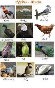 Learn Kannada Worksheets Birds Names Of Birds Kannada Language