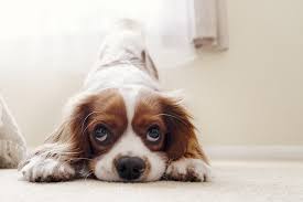 We may earn commission on some of the items. Cavalier King Charles Spaniel Kostenloses Foto Auf Pixabay