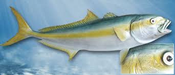 A Member Of The Jack Family The Yellowtail Can Be Identified By Bright Yellow Fins And A Deeply Forked Tail The Yellowtail S Bod Fish Purplish Blue Saltwater