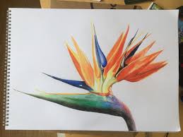 Sketch Bird Of Paradise Flower Drawing Drawing I Did The Other Day Of The Bird Of Paradise Flower Drawings Colorful Drawings Color Pencil Art