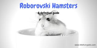 roborovski dwarf hamster all you need to know little