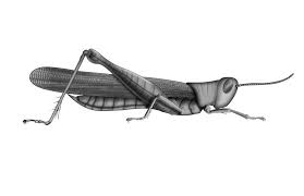 Eggs overwinter and hatch beginning late may through early july. What Do Grasshoppers Locusts Crickets And Katydids Look Like The Australian Museum