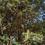 Image result for Androstachys