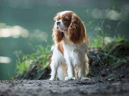Care Guide For A Cavalier King Charles Spaniel Owner