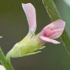 Image result for Indigastrum parviflorum