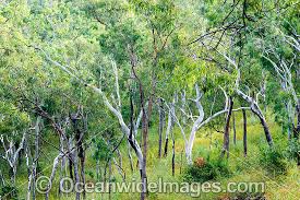 Image result for Eucalyptus sp.