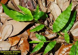 Image result for Oplismenus compositus