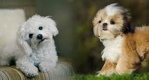 Prices vary depending on breed, size, and gender. Shih Tzu And Maltese Mix Online