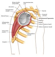 The shoulder joint involves three bones: Superior Labrum Anterior Posterior Slap Tears Uptodate