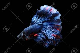Explore toydogs' photos on flickr. Betta Fish Siamese Fighting Fish Betta Splendens Isolated On Stock Photo Picture And Royalty Free Image Image 147001727