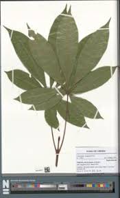 Image result for Oldfieldia