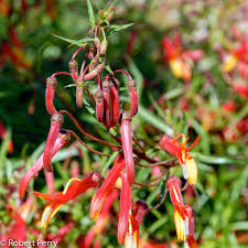 Image result for Scleria laxiflora