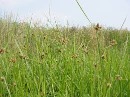 Image result for Bolboschoenus