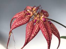 Image result for Bulbophyllum cochleatum
