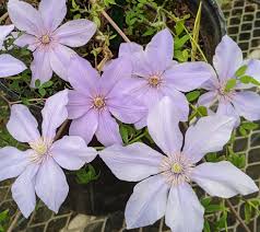 Download 3,896 clematis images and stock photos. Clematis Cadmia Brushwood Nursery Clematis Specialists