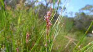 Image result for Eleocharis complanata