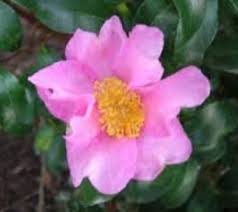 Cleopatra Pink Camellia Sasanqua Camellia