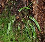 Image result for Asplenium monanthes