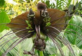 Pin On Flowers Of The World