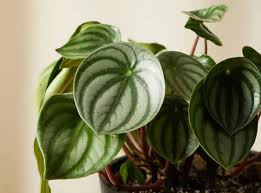 Image result for Peperomia molleri