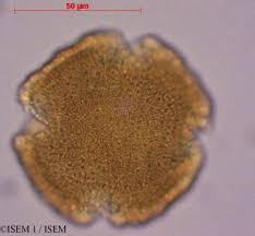 Image result for Allophylus lastoursvillensis